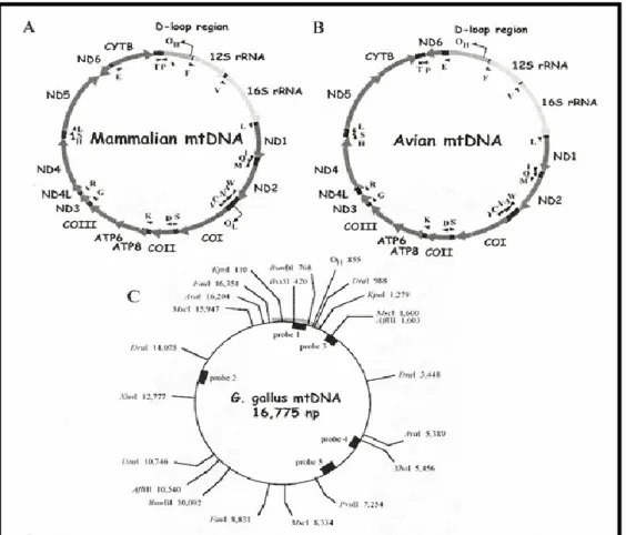 Figura 2 - Organizzazione del genoma mitocondriale