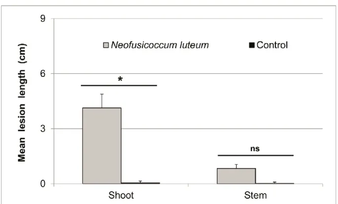 Figure 2. Mean lesion length caused by Neofusicoccum luteum on tree heath seedlings. Error bars represent the  standard deviations from the  mean