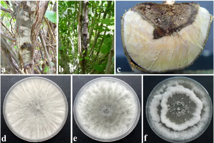Figure  3.  Hazelnut  branches  with  reddish-brown  exudates  and  extensive  necrotic  lesion  of  inner  bark  and  xylematic tissues (a), (b) and (c); colony morphology of Gnomoniopsis castanea after 7 days growth at 25 °C on  PDA (d)