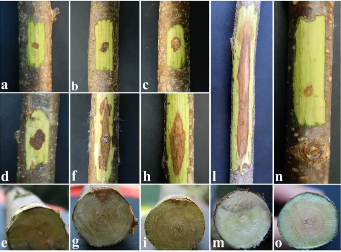 Figure 9. Symptoms observed on excised hazelnut branches  30 days after inoculation with Dothiorella sp