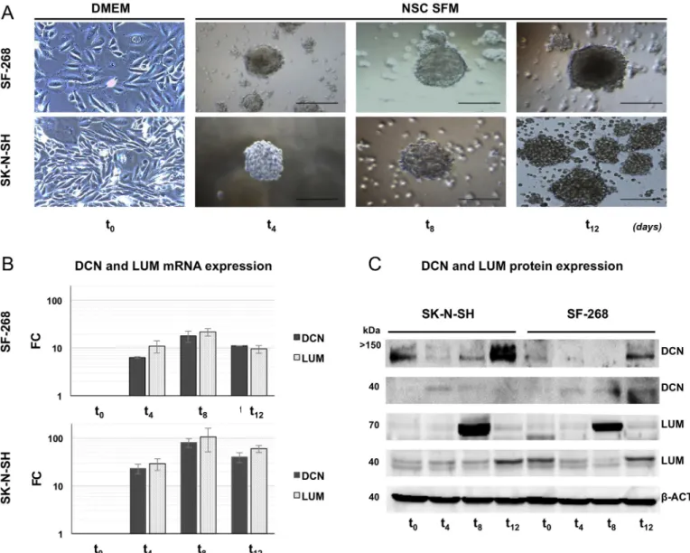 Fig 1. DCN and LUM mRNA/protein expression in GBM and NB CSC-like enrichments. (A) Neurosphere generation from SF-268 and SK-N-SH cell lines