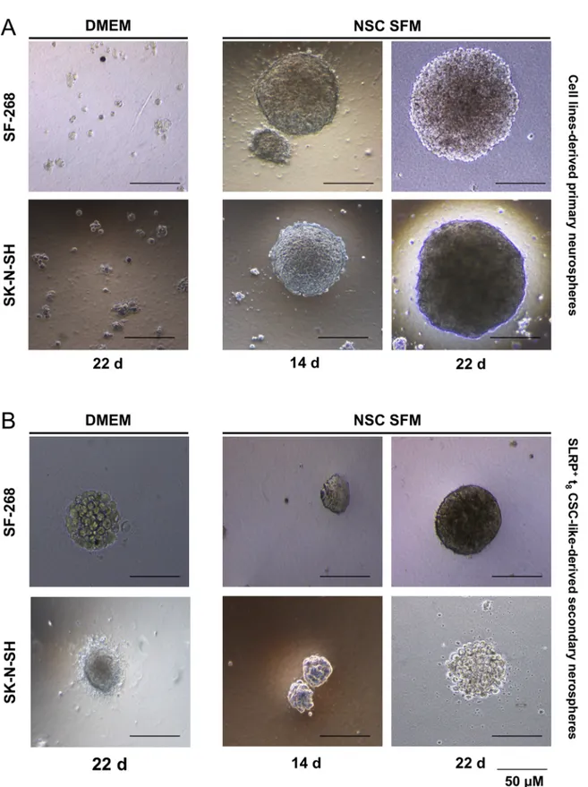 Fig 2. Soft agar cultures of SLRP + CSCs and parental cancer cell lines. (A) Primary soft agar neurospheres from the parental cell lines