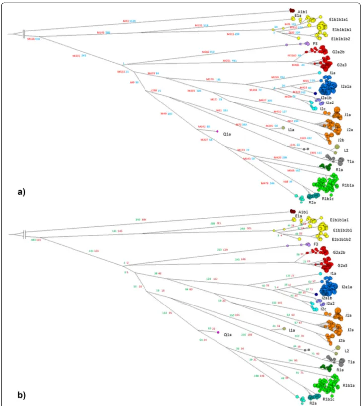 Figure 3 Phylogenetic network of the 1,194 samples. Median Joining network of the 1,194 Y chromosome sequences