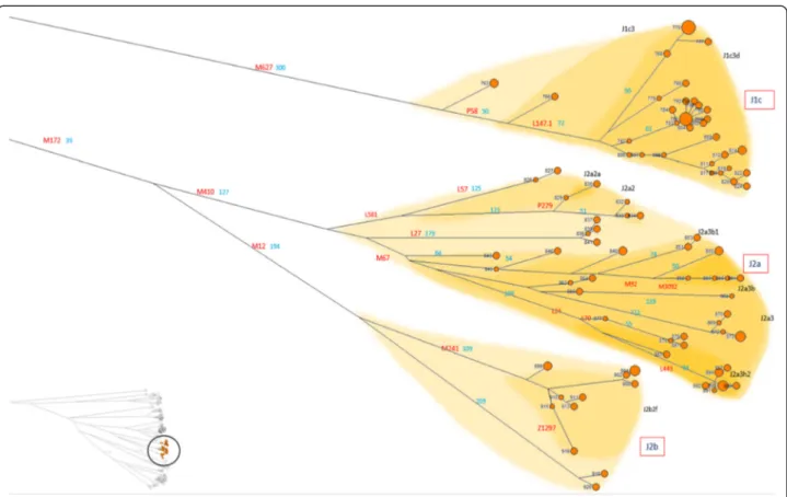 Figure 7 High resolution phylogenetic network of haplogroup J. Legend as in Figure 4.