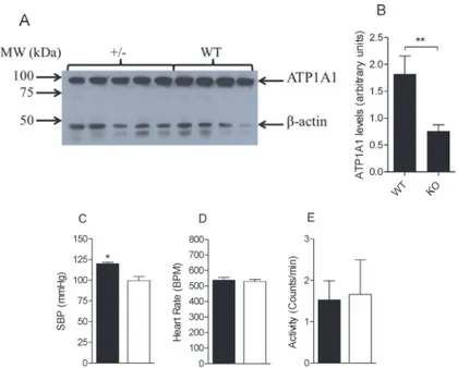 Figure 2. Analysis of ATP1A1 protein expression, blood pressure, heart rate and activity in