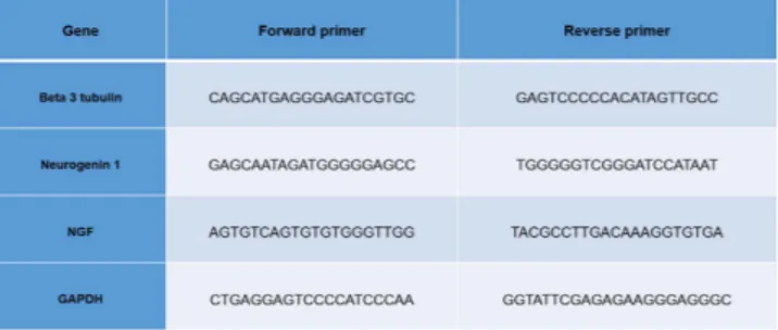 Figure 5.  Primers used for the analysis of neurogenesis (Neurogenin-1 and beta 3 tubulin) and nerve  growth factor (NGF).