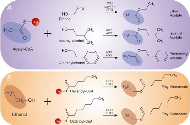Figure 4. Scheme of reactions leading to the formation of acetate esters (A), and MCFA ethyl esters (B)