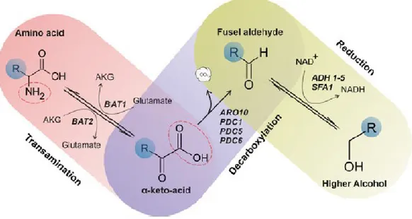 Figure 6. The Ehrlich pathway for higher alcohol synthesis (Pires et al., 2014). 