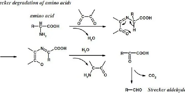 Figure 8.Pathway for Strecker degradation (Vanderhaegen et al., 2006). 