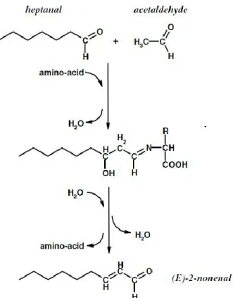 Figure 9. Formation of (E)-2-nonenal in beer according to Hashimoto et al. (1975). 