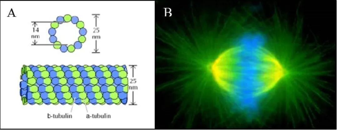 Fig 1.3: A) struttura di un microtubulo; B) Microtubuli (verde) del fuso meiotico; in blu sono  visibili i cromosomi, allineati sulla piastra metafasica