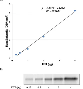 Figure  1:  (A)  Calibration  curve  obtained  by  image  analysis  of  SDS-PAGE  profiles  of  increasing  quantities  (ranging  from  0.25  to  4  µg  of  protein)  of  purified UTI