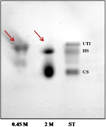 Figure  2:  Cellulose  acetate  electrophoresis.  Lane  1  and  2  report  the  electrophoretic  profile  of  0.45  M  and  2  M  eluate  fraction,  respectively