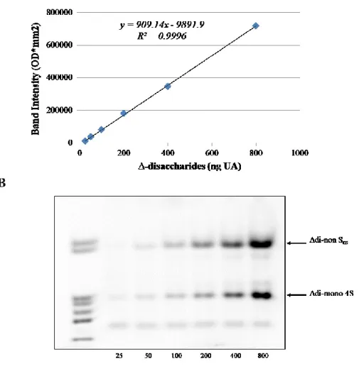 Figure 5: (A) Calibration curve obtained by image analysis of FACE profiles  of increasing quantities (ranging from 25 to 800 ng of UA) of purified  Chase-ABC treated UTI