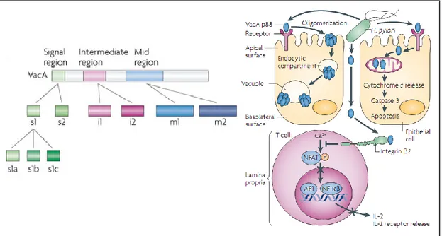 Figure 1.4. H. pylori VacA structure and functional effects [89]. 