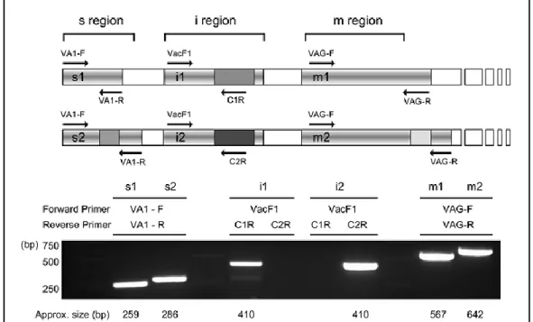 Figure 3.8. Genotyping of vacA-s/i/m regions [210] 