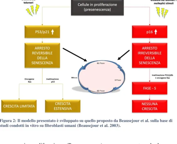 Figura 2: Il modello presentato è sviluppato su quello proposto da Beausejour et al. sulla base di  studi condotti in vitro su fibroblasti umani (Beausejour et al