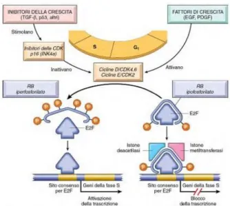 Figura  3:  Ruolo  della  proteina  Rb  nella  regolazione  del  checkpoint G1-S del ciclo cellulare