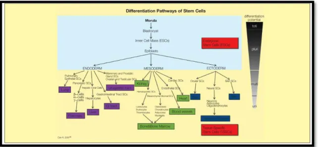 Figura 5: Percorsi di differenziamento delle cellule staminali (http://www.journalagent.com/)