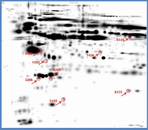 Figure 11: Differentially expressed protein spots on plasma gel 