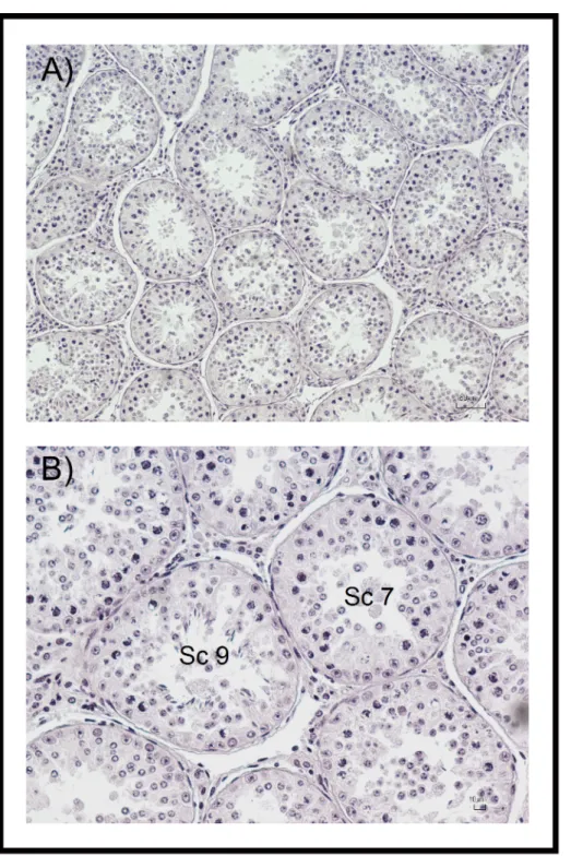 Fig 1. Testicular germ cells and Sertoli cells from red deer. A-B) Sc: Sertoli cells; Sg: spermatogonia; SpI: primary spermatocytes; Rs: round spermatids;