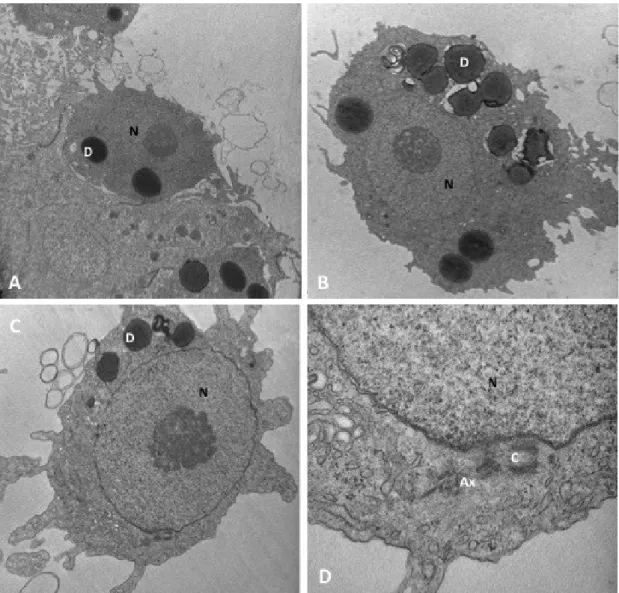 Figure 2. Transmission electron micrographs of both  aflagellate cells protruding from the  germinal  epithelium  (A)  and  free  inside  the  testicular  lumen  (B-C)  in  Hippocampus  guttulatus testis