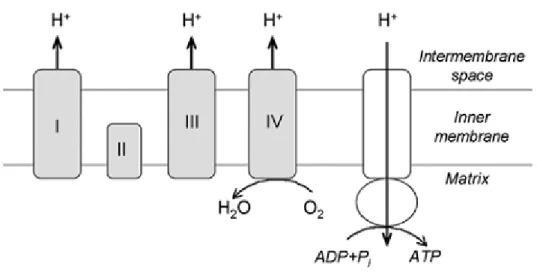 Fig. 2.  Electron  transport chain and  ATP synthesis on  the mitochondria inner membrane