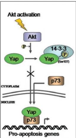 Fig. 13 La fosforilazione da parte di AKT sulla serina 127 