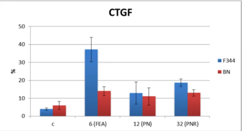 Fig. 19 Comparazione dei risultati, tra i due ceppi studiati,  per  l’espressione di CTGF normalizzati su 3000 cellule