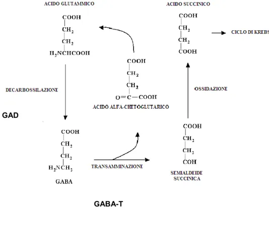 Fig. 2 . Sintesi e degradazione del GABA. 