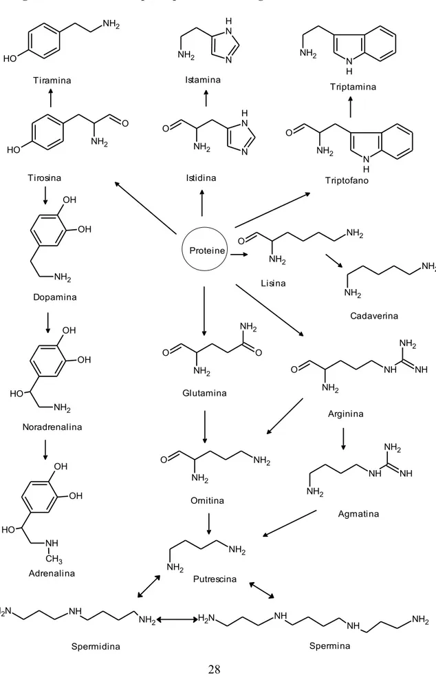 Figura 1: Formazione delle principali amine biogene e catecolamine