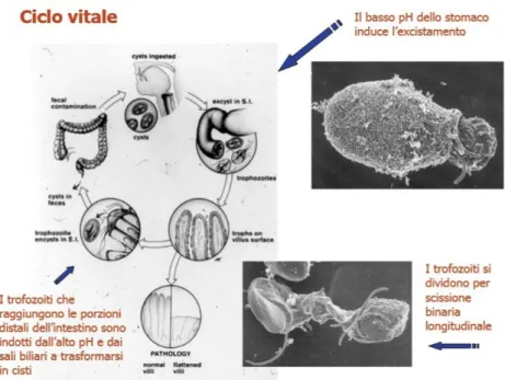 Fig. 7  Trofozoiti di Giardia duodenalis 