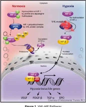 Figure 1. VHL-HIF Pathway