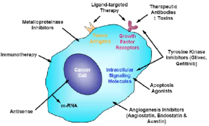 Figure 2. Targeted therapies mechanism of action 