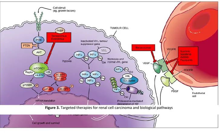 Figure 3. Targeted therapies for renal cell carcinoma and biological pathways