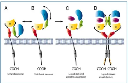 Figure 6. Model for molecular mechanism of ligand-induced EGFR activation. 