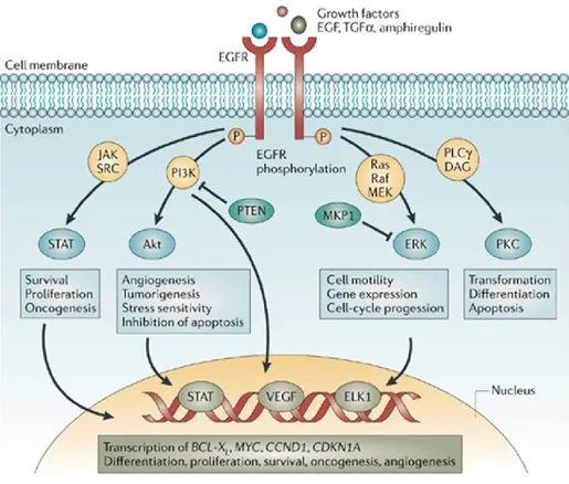 Figure 7. Main downstream signalling pathways regulated by EGFR
