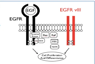 Figure 9. EGFR mutations and their frequency 