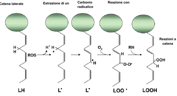 Figura 2. Molecola dell’acido urico 