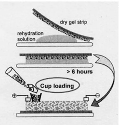 Figura  4.  Schematizzazione  della  reidratazione  delle  IPG  strip  e  del  Cup  loading  (caricamento per IEF)