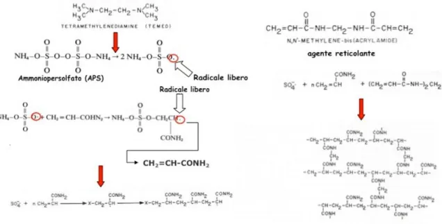 Figura  5.  Rappresentazione  schematica  della  reazione  chimica  che  avviene  nella  polimerizzazione