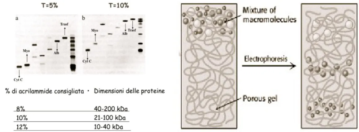 Figura 6. Percentuale  di acrilamide  consigliata  (sinistra)  nella polimerizzazione di gel  SDS  page  a gradiente  di porosità; schematizzazione  della migrazione  delle  proteine con dimensioni diverse (destra)