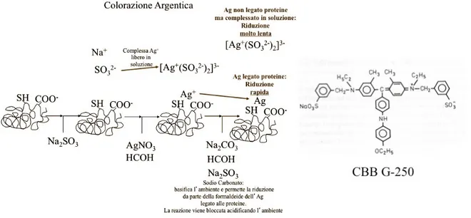 Figura  7.  Rappresentazione  schematica  della  reazione  chimica  alla  base  del  Silver  Stain  (sinistra)  e  della  formula  chimica  del  Coomassie  G  Colloidale  250  (Westermeier  et al, 2001, modificato)
