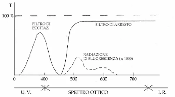 Figura 9. Curve di trasmissione di una coppia di filtri necessari per la comoda  osservazione della fluorescenza