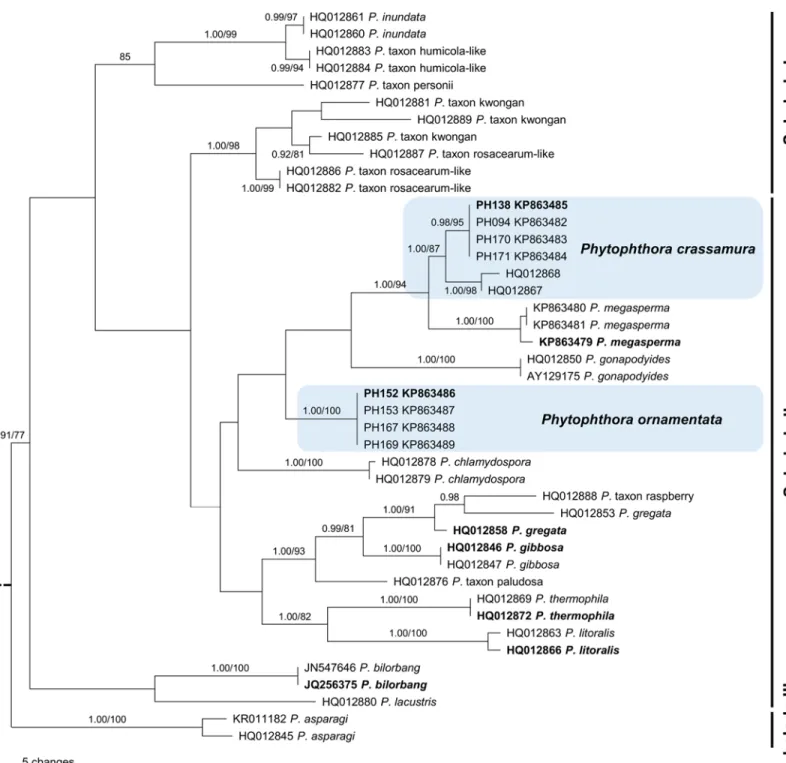 Fig 3. One of the most parsimonious trees based on analysis of mitochondrial DNA cox1 sequence data showing phylogenetic relationships of Phytophthora species within ITS Clade 6
