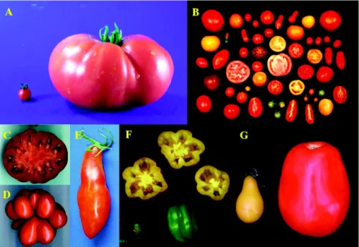 Figure 1.6: Tomato fruits are characterized by diﬀerent sizes and shapes. Source: Tanksley (2004).