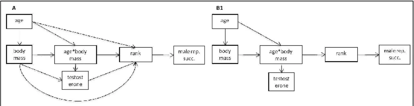 Figure 1. Path models constructed to evaluate the casual effects between rank position achieved in the  pre-reproductive  season  (rank),  male  reproductive  success  (male  rep