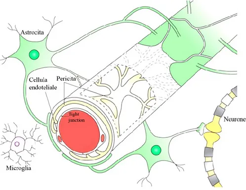 Figura 1.  Unità neurovascolare. Relazione tra la componente neuronale (astrociti, periciti,  microglia  e  neuroni)  e  quella  vascolare  (tight  junction  delle  cellule  endoteliali)