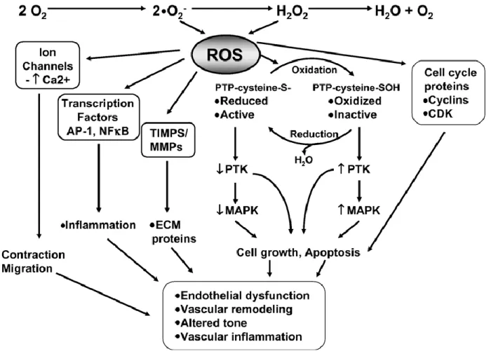 Figure D. Redox-dependent signaling pathways in vascular smooth muscle cells. Intracellular reactive oxygen species  (ROS) modify the activity of protein tyrosine kinases (PTK), such as Src, Ras, JAK2, Pyk2, PI3K, and EGFR, as well as  mitogen-activated pr