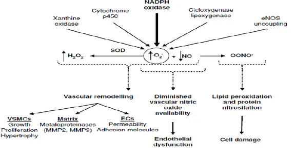 Figure E. NADPH oxidase(NOX)  a major component  involved in generation of ROS, leading to OS, Vascular  Remodeling  &amp; Vascular Damage in SSc-PAH {Ana Fortuno et al